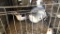 2 Geese