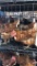 4 Rhode Island Red Hens