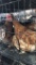 4 Rhode Island Red Hens