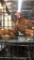 4 Rhode Island Red Hens