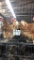 5 Rhode Island Red Hens