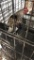 Game Bird Rooster