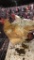 3 Hens & 1 Rooster - See Description