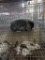 Blue Tort Holland Lop Doe - Proven - Name Stella