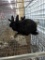 3 Mini Rex X Dutch Bunnies - D.o.b. 6/24/21