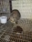 Young Chestnut Mini Lop Doe - Name Jojo
