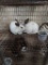 2 Rex Bucks - 9 Wks Old