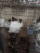 Pair Rex Rabbits - 9 Wks Old