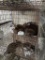 Pair Rex Rabbits - 9 Wks Old