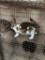 Pair Rex Rabbits - 9 Wks Old