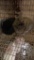 2 Lionhead Bunnies - Unsexed - 8 Wks Old