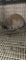 Holland Lop Doe