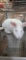 White New Zealand Buck