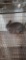 Netherland Dwarf Chestnut Buck - 2 Mos Old