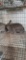 Netherland Dwarf Chestnut Doe - 2 Mos Old