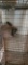 Holland Lop Tort Buck - 3 Mos Old W/ Pedigree