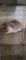 Holland Lop Broken Orange Buck - 3 Mos Old W/ Pedi