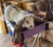 English Lop Buck - 4 Mos Old W/ Pedigree