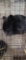 Lionhead Doe - Exposed 1 Wk Ago