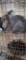 Lionhead Doe - Exposed 1 Wk Ago