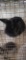 Lionhead Doe - Exposed 1 Wk Ago