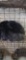 Lionhead Doe - Exposed 1 Wk Ago