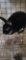 Black Otter Mini Rex Buck - Friendly
