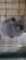 Lionhead Buck