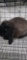 Siamese Sable Holland Lop Buck