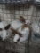 3 Rhinelander Bunnies - 5 Wks Old