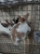 3 Rhinelander Bunnies - 5 Wks Old