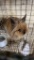 Lionhead Buck