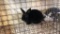 Black Mini Rex Jr Doe W/ Pedigree