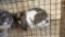 Broken Chestnut Mini Lop Jr Buck W/ Pedigree