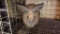 Brown Buck