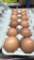 1 Doz Large Brown Eating Egggs