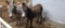 Black Jenny Donkey - 2 Yr Old - Name: Amelia