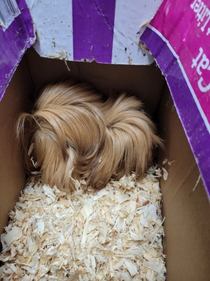 Male Peruvian Guinea Pig
