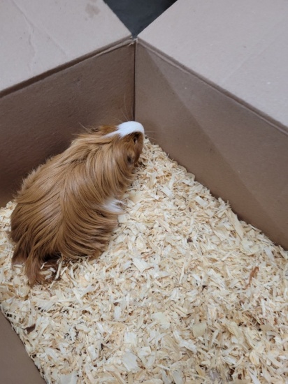 Male Peruvian Guinea Pig