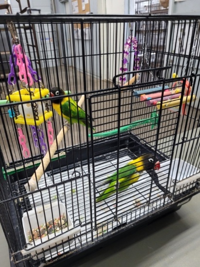 Pair Black Mask Lovebirds W/ Cage