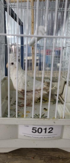 Albino Cockatiel - Unsexed