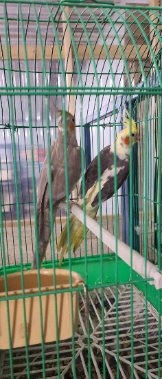Pair Cockatiels