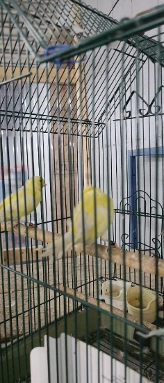 Pair Yellow Canaries