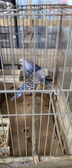 2 Female Parakeets