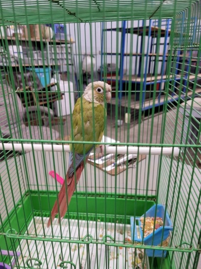 Female Pineapple Green Cheek Conure