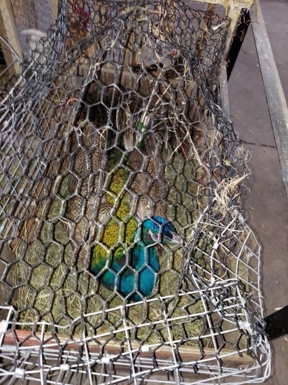 Indian Blue Peacock - 3 Yrs Old