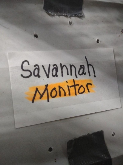Savannah Monitor