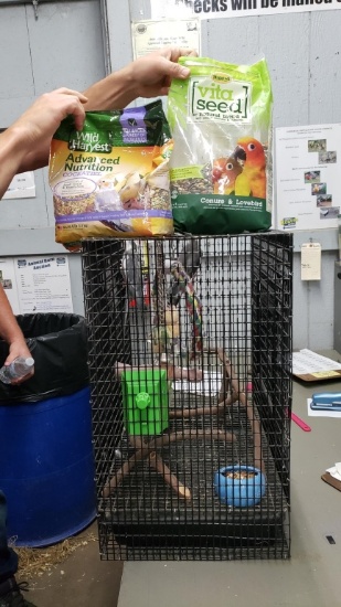 2 Male Cockateils W/ Cage & Feed