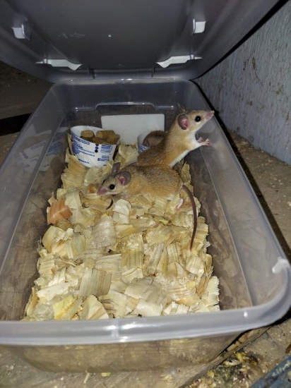 3 Spiny Mice - 1 Male & 2 Females - In Container
