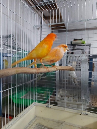 Pair Red Factor Canaries